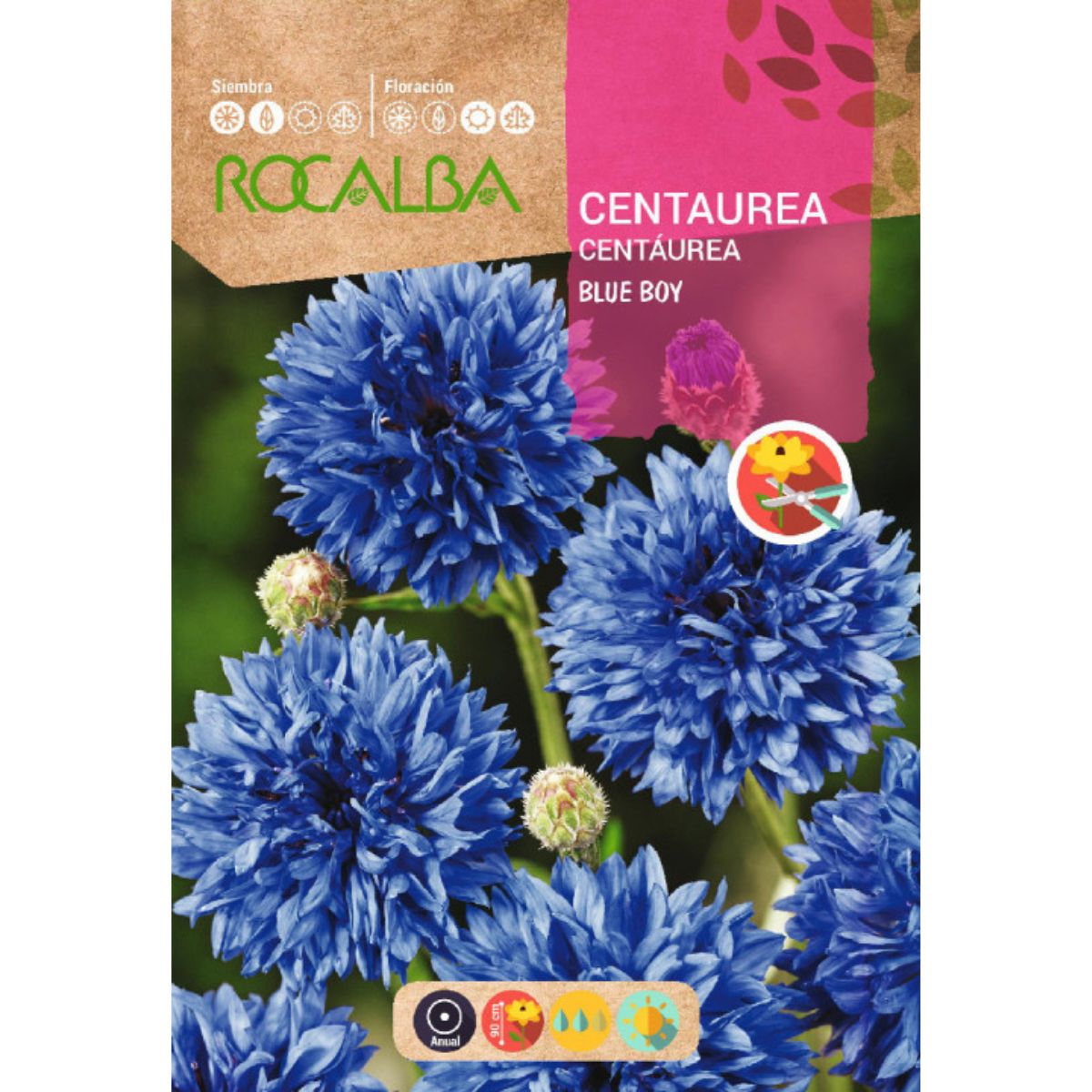 Semillas de Centaurea blue boy, azul