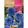 Semillas de Centaurea blue boy, azul