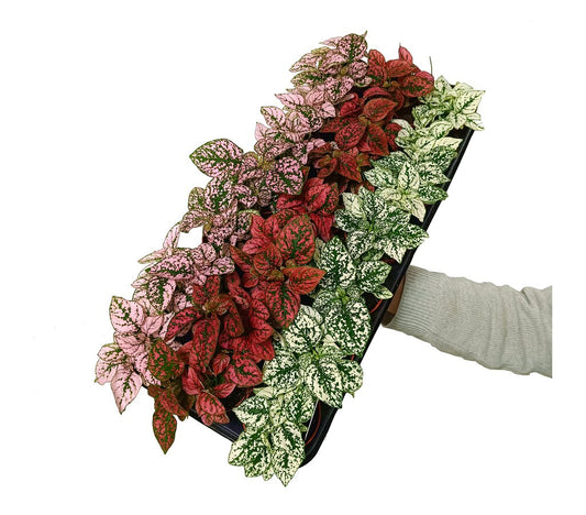 Hypoestes Phyllostachya M8_0