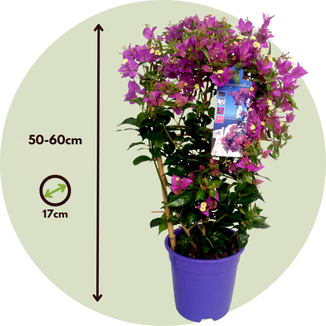 Buganvilla - 2 Pzs - Bougainvillea 'alexandra' - Altura 50-60cm - ⌀17cm_2