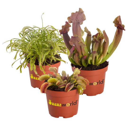 Plantas Carnívoras - 3 Unidades - Resistentes Y Biológicas_0