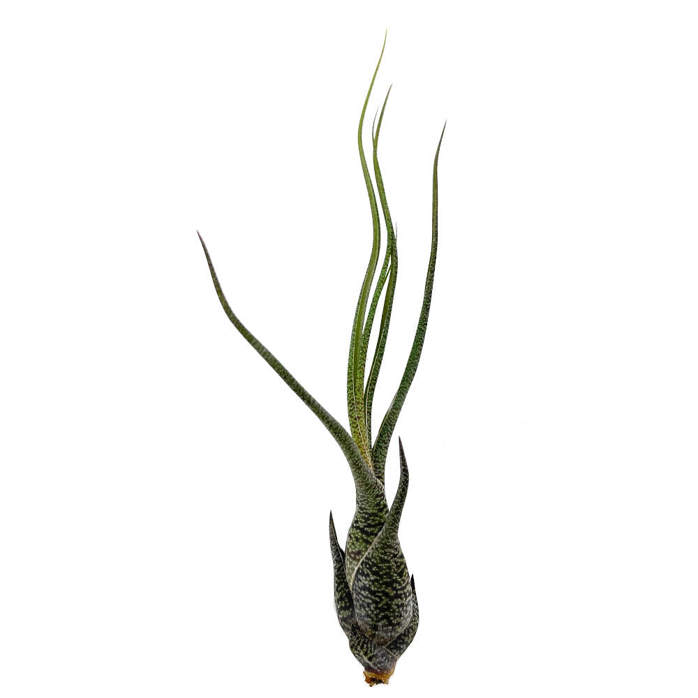 Tillandsia Butzii 16cm Largo_0