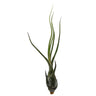 Tillandsia Butzii 16cm Largo