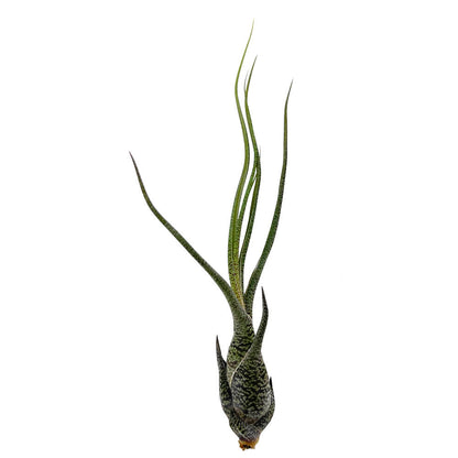 Tillandsia Butzii 16cm Largo