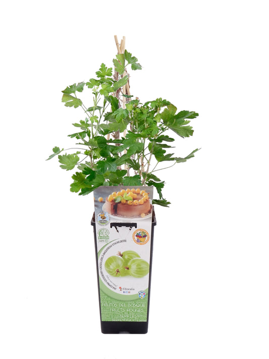 Uva Crispa Blanca En Maceta 2 L. Natural  - Fitoralia