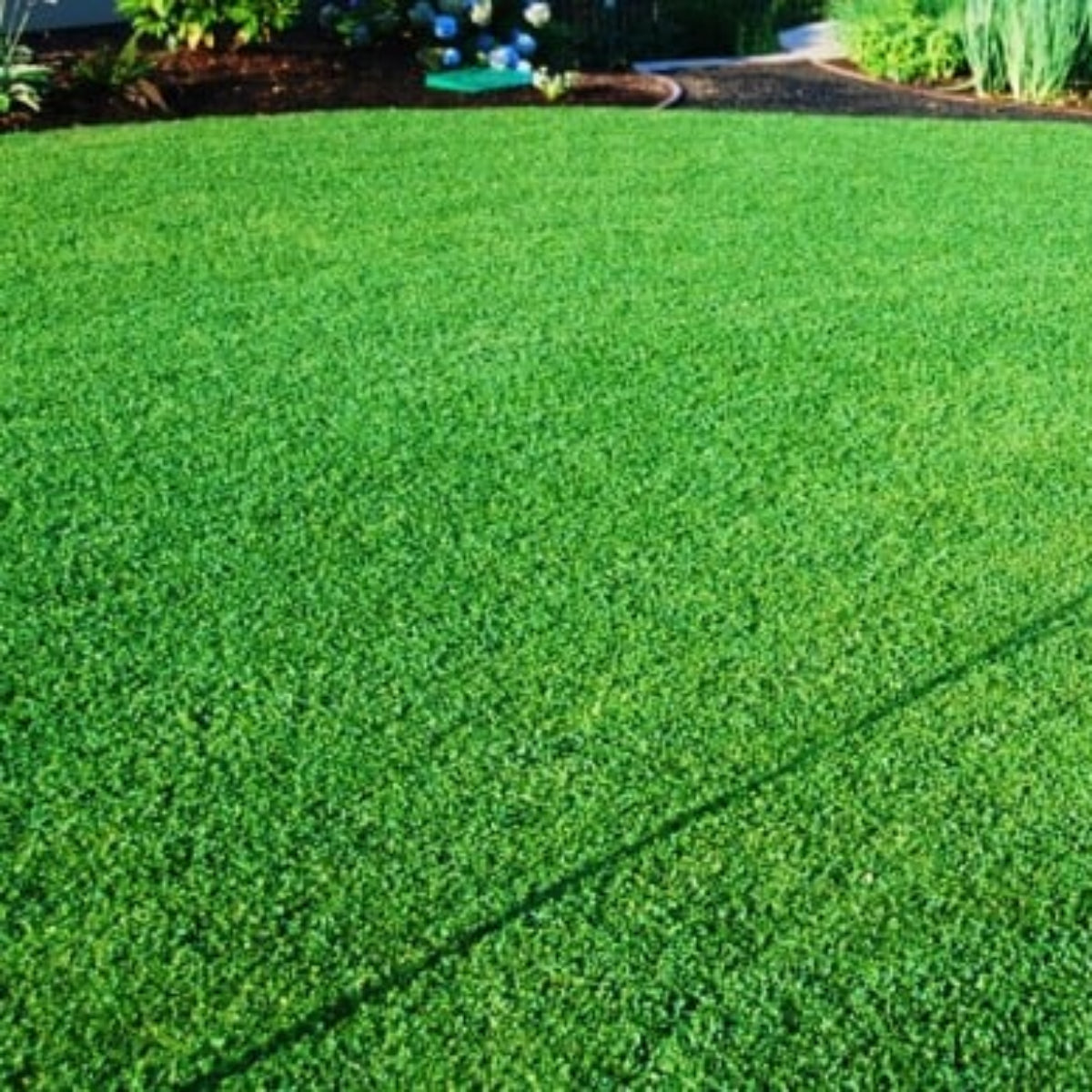 Semillas Para Césped Especializadas Por Uso Y Zona Saco 5 Kg (150 M2) / Resistente_2