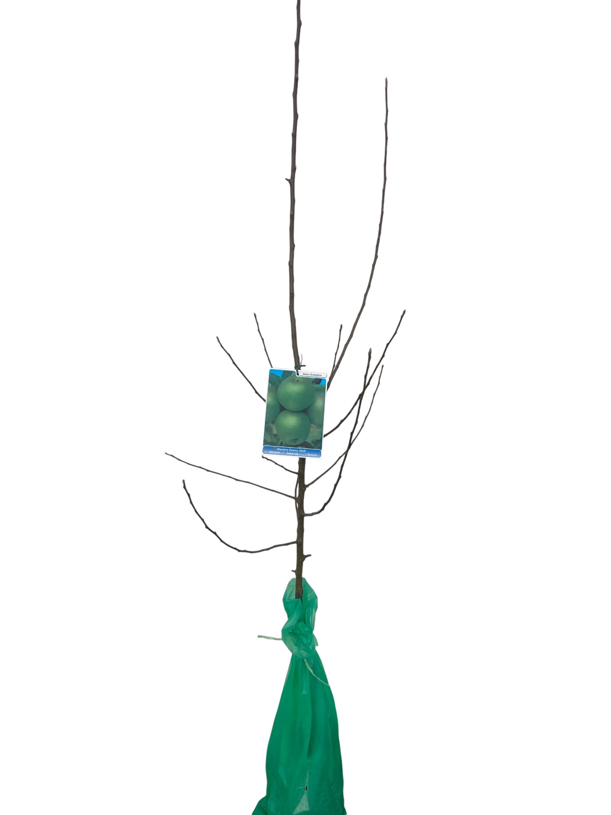 Frutal Manzano Grany Smith Cepellón 140 CM_0