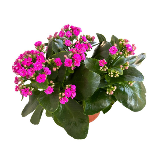 Kalanchoe Flor De La Fortuna (kalanchoe Blossfeldiana) Maceta De 15cm_0