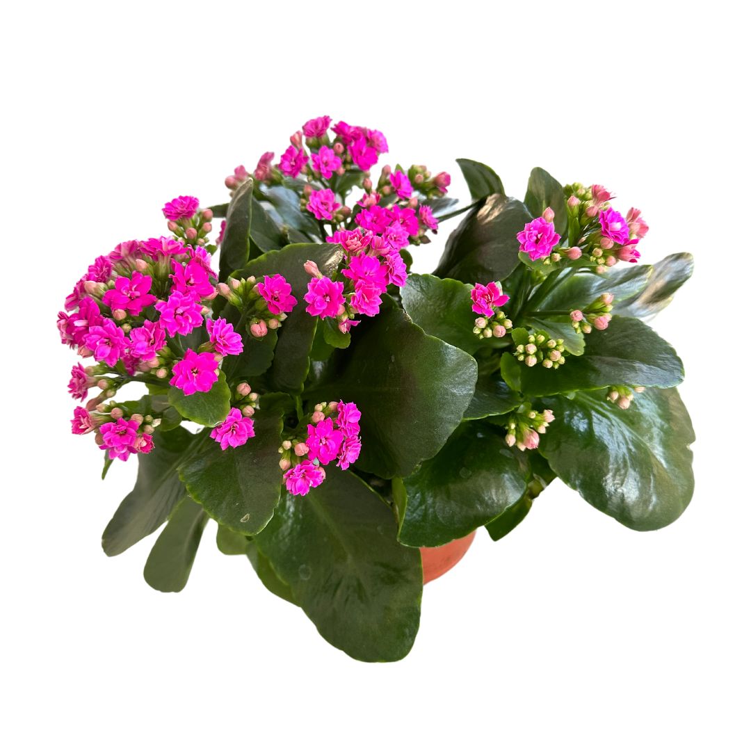 Kalanchoe Flor De La Fortuna (kalanchoe Blossfeldiana) Maceta De 15cm_0
