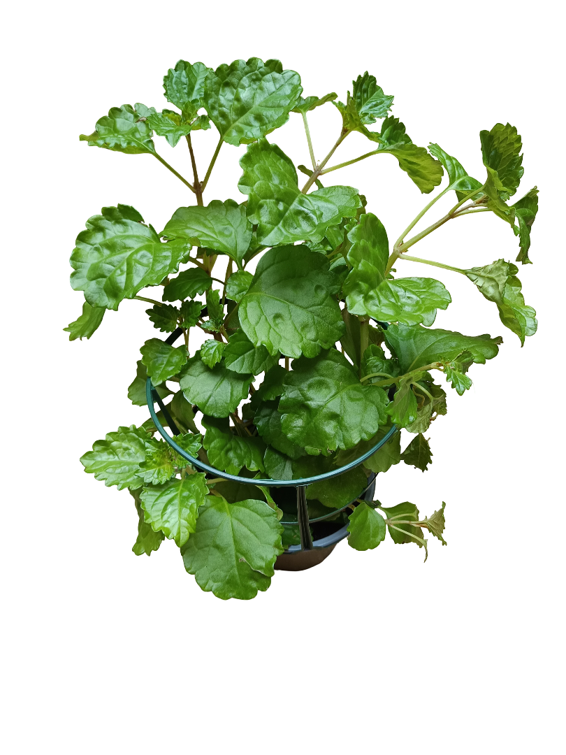 Planta Del Dinero Plectranthus Ø14 Para Interior_0