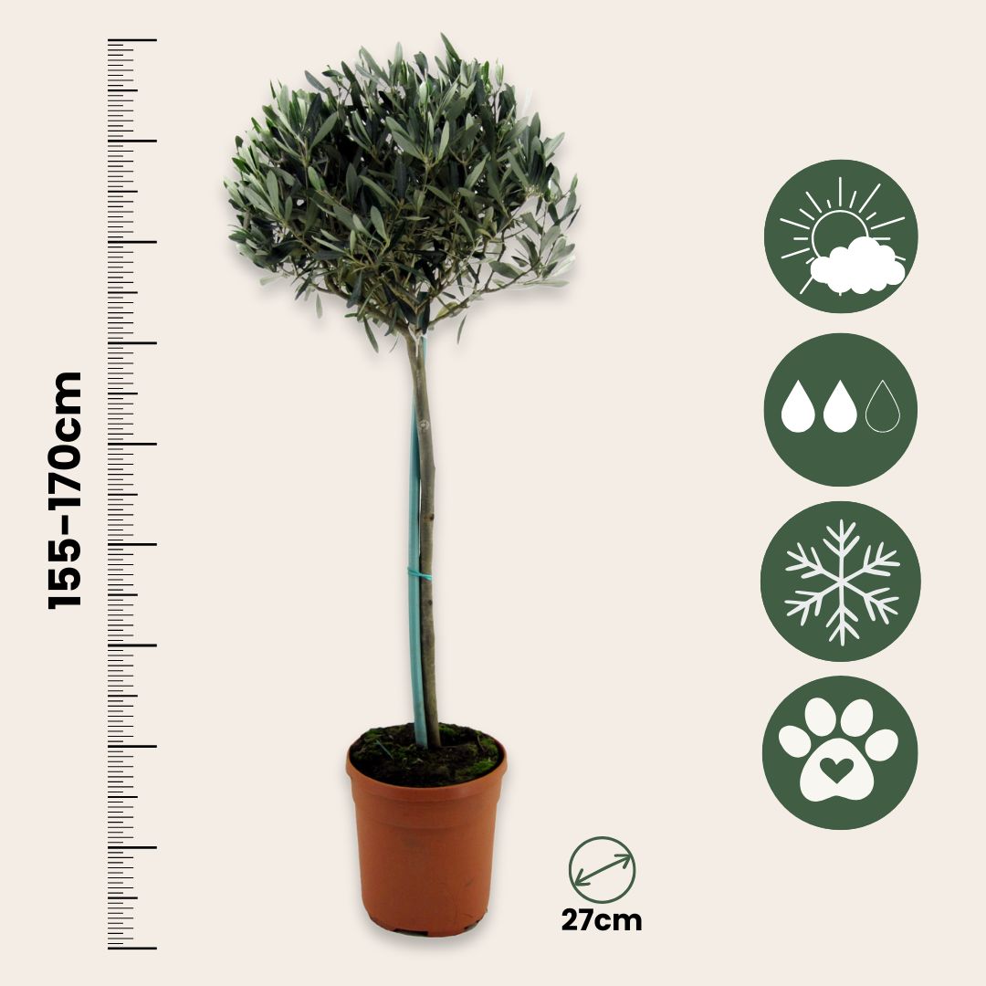 Olivo - Olea Europaea - Altura 155-170cm - ⌀19cm_2