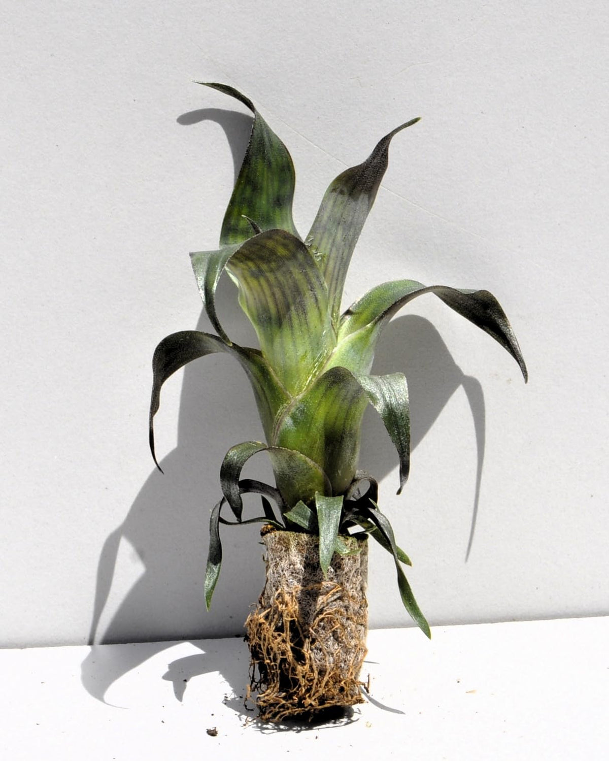Vriesea gigantea 'Nova' S; bromelia reticulada; Curiosarium; altura 10-12 cm, diámetro 10-12 cm, sin sustrato_5