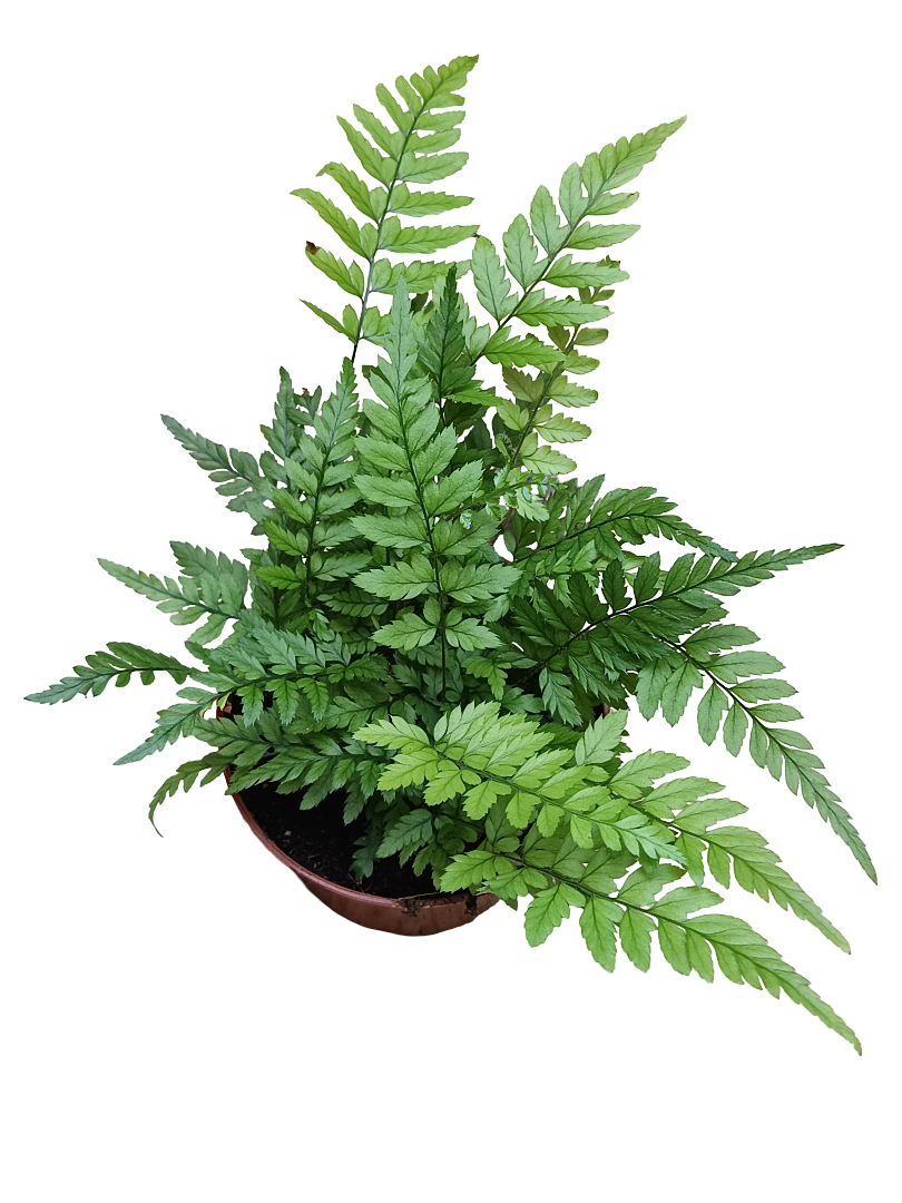 Helecho Polystichum Tsus-simense Planta De Inteiror Ø8_0