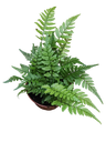 Helecho Polystichum Tsus-simense Planta De Inteiror Ø8