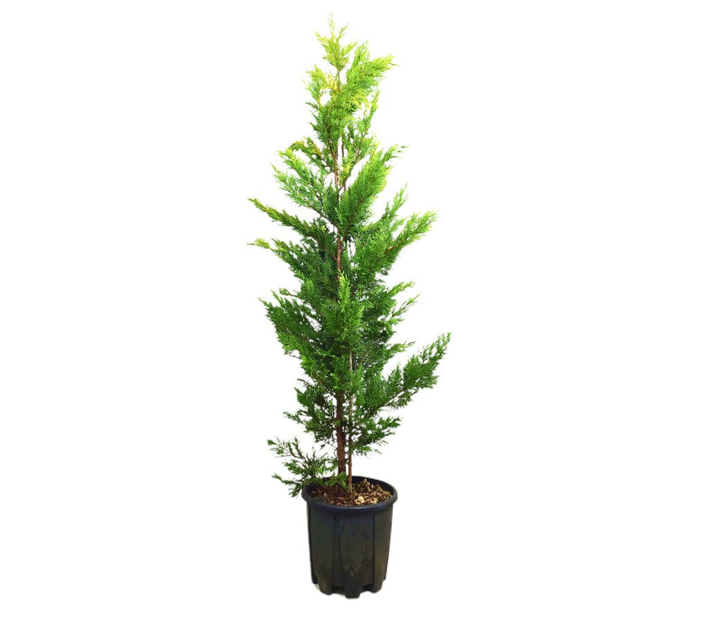 Cupressus Gold Rider M24 100-120cm_0