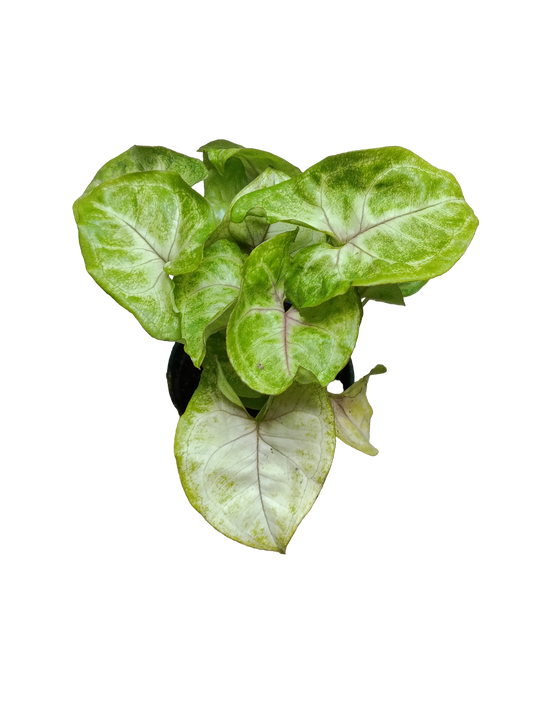 Planta Syngonium Gold Allusion De Interior Mini Ø5 Cm_0