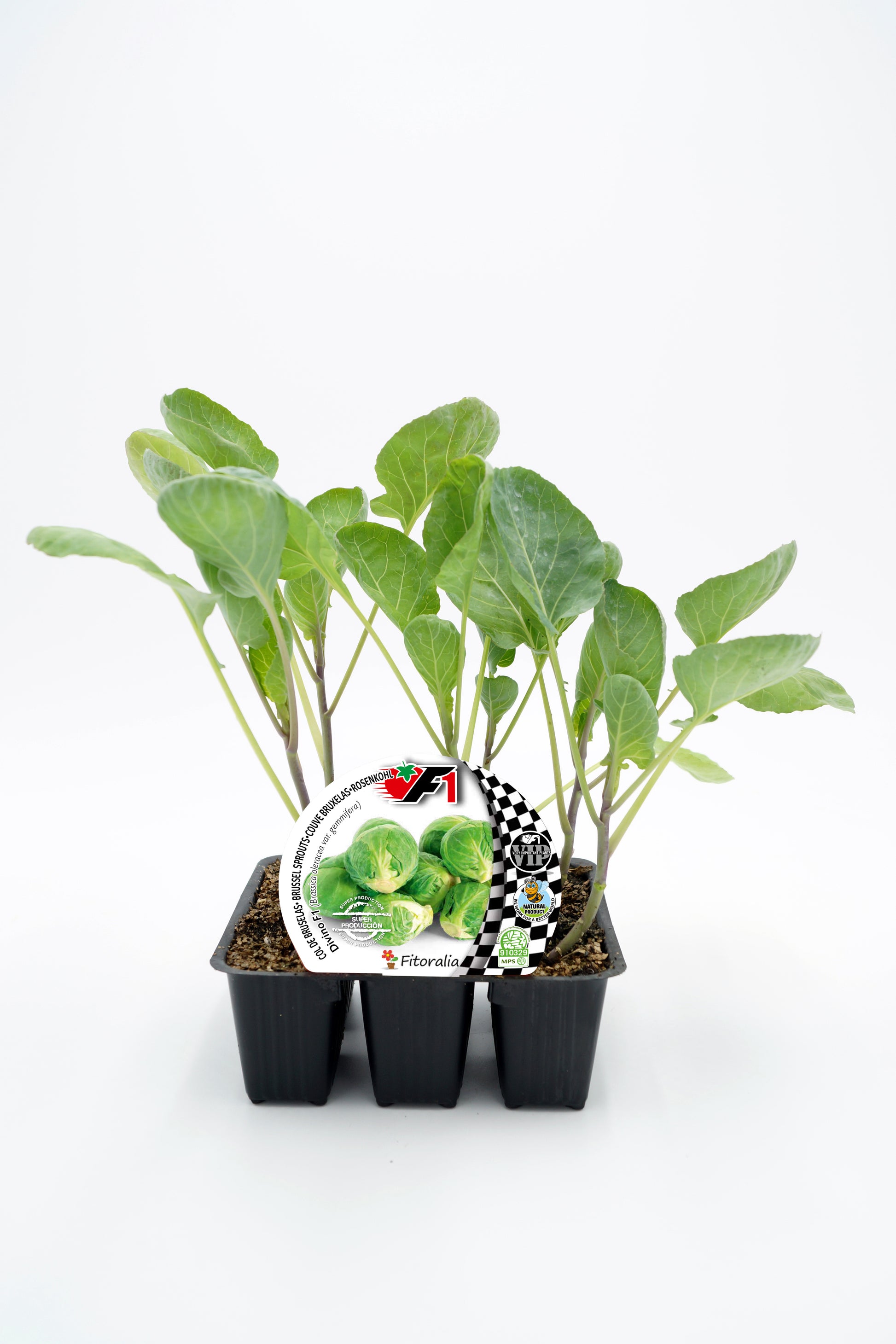 Pack Plantones Col Bruselas Híbrida F1 Divino 6 Ud. Natural - Fitoralia