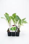Pack Plantones Col Bruselas Híbrida F1 Divino 6 Ud. Natural - Fitoralia