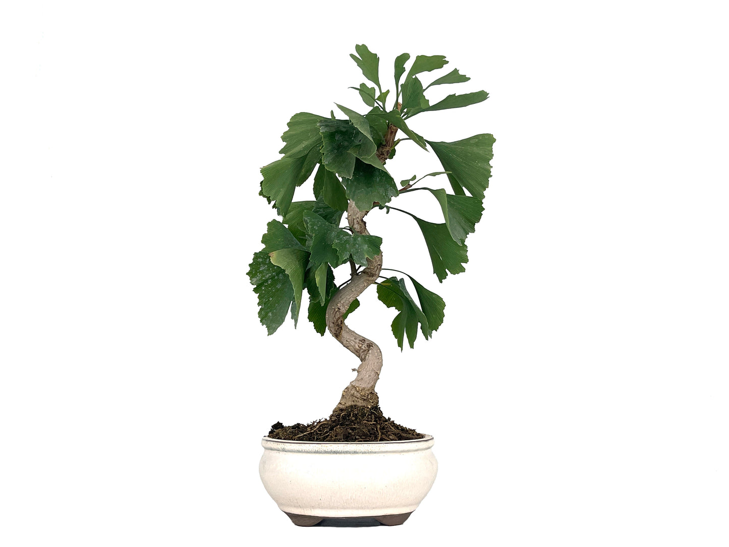 Bonsái Ginkgo Biloba 8 Años