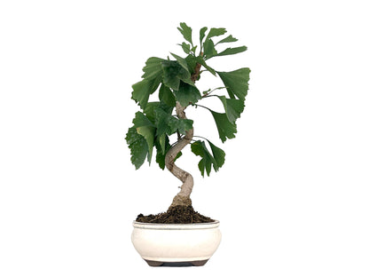 Bonsái Ginkgo Biloba 8 Años