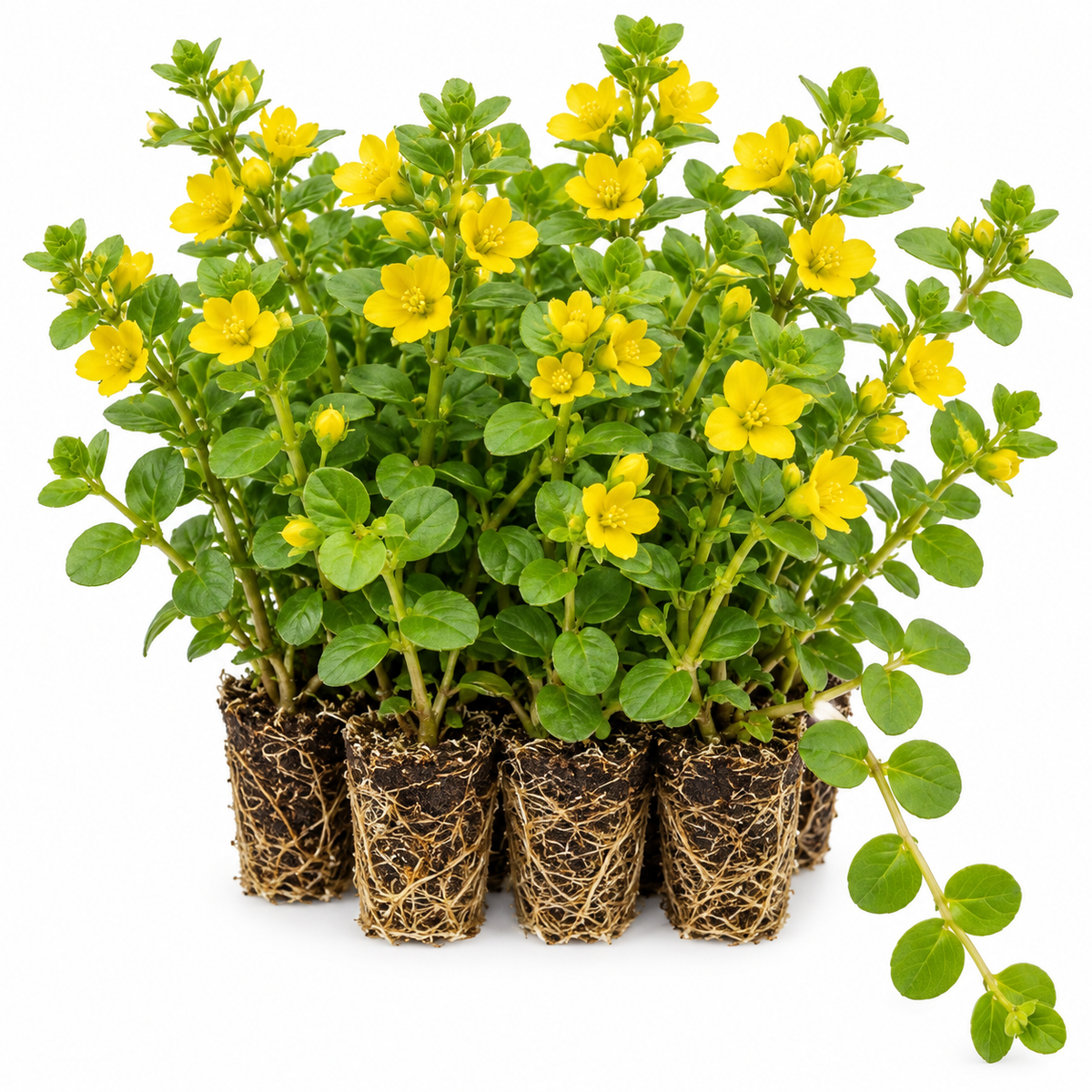 Hierba De La Moneda - Lysimachia Nummularia - 12 Plantas_0