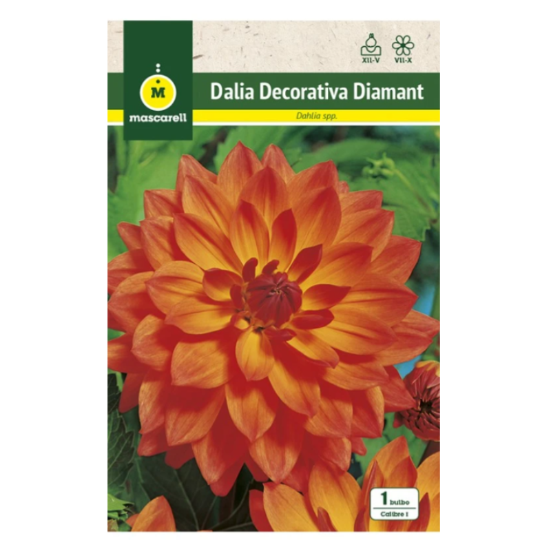 Bulbo Dalia Diamant Naranja