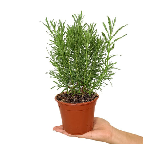 Lavanda Dentata M13_0