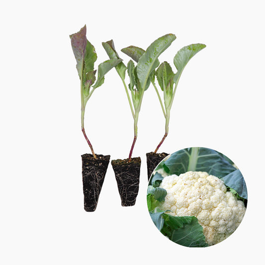 Plantón Coliflor Blanca - Plantabo 10 Unidades_0