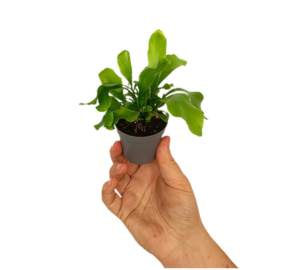 Asplenium Nidus M6_0