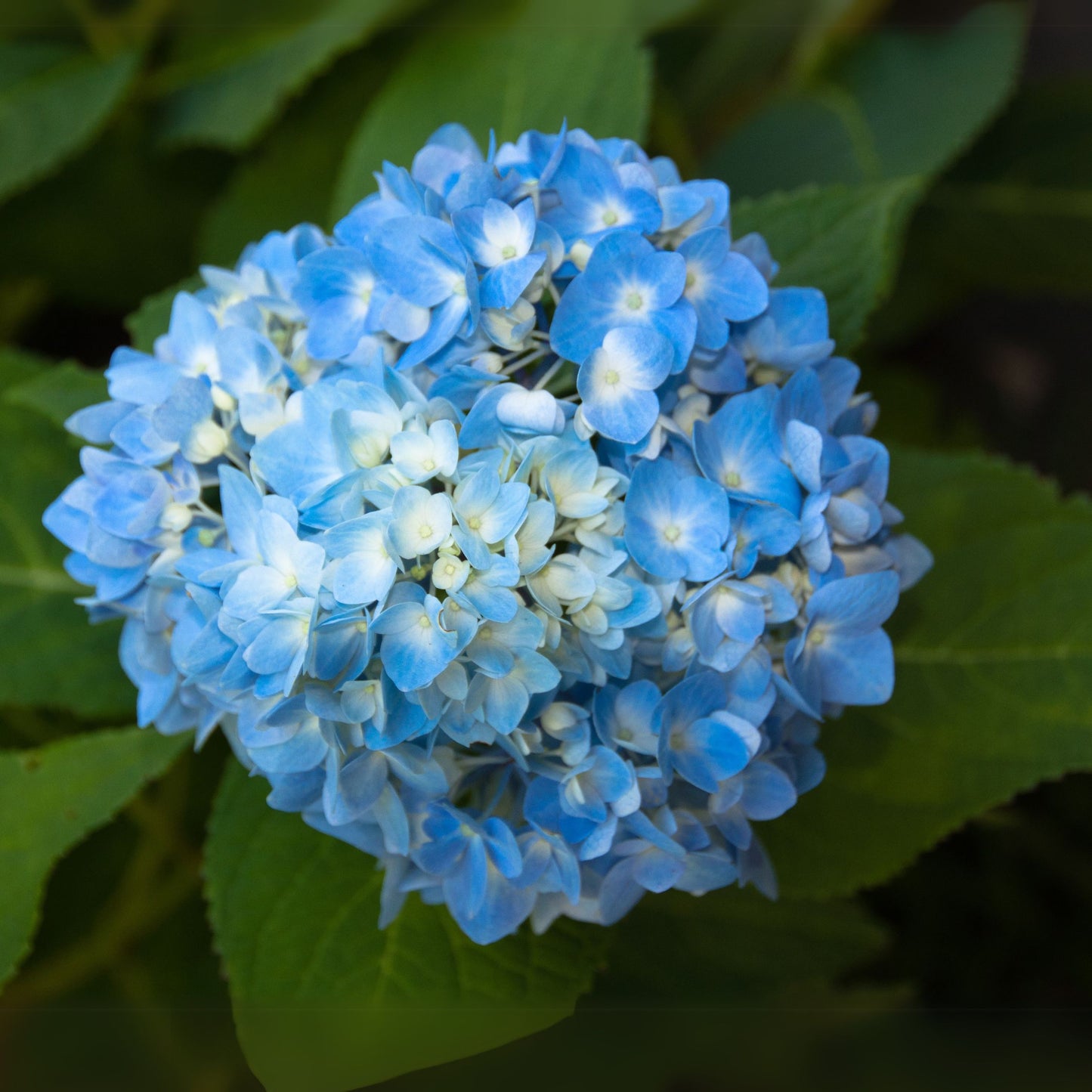 Hortensia - 6 Pzs - Hydrangea Macrophylla 'early Blue' - Altura 25-40cm - ⌀9cm