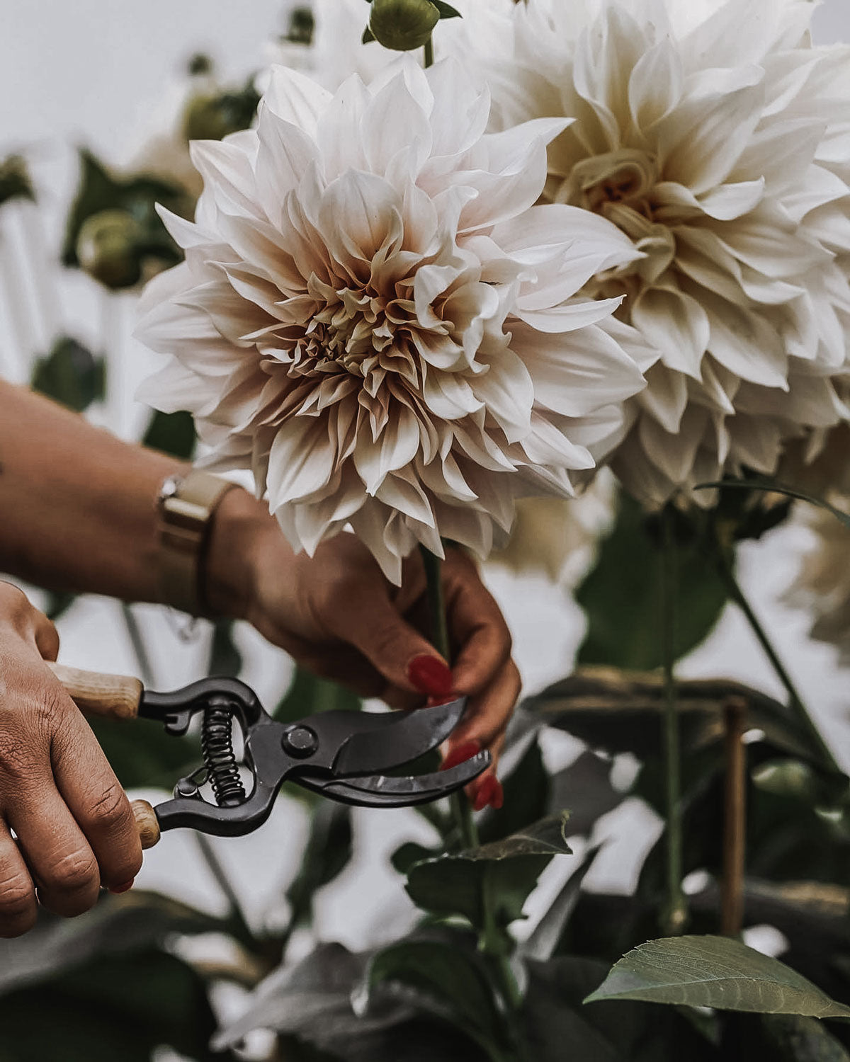 Tijera De Podar Exclusive - Fresno, Metal, Negro, 21 Cm_2