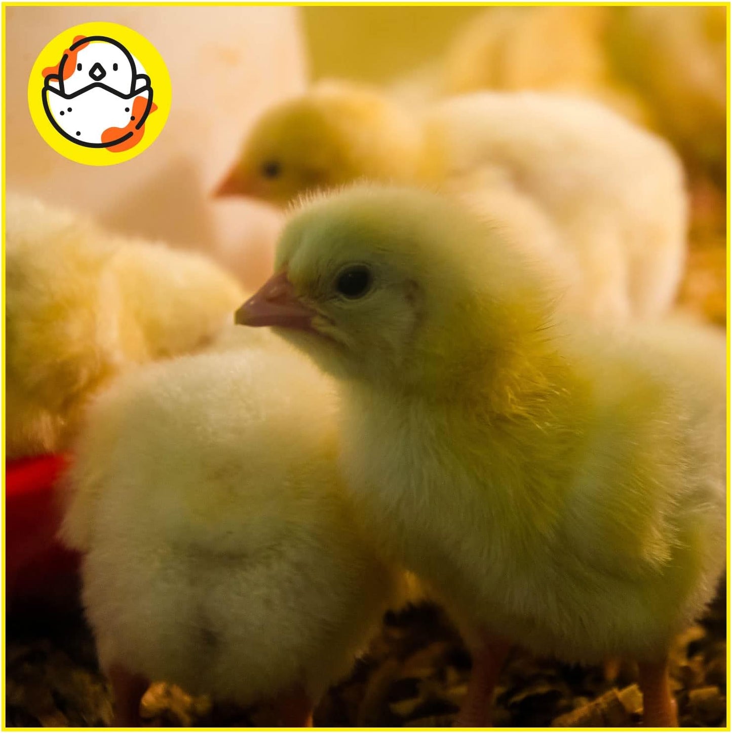 Pienso ECOLÓGICO para Pollitas Crecimiento 20kg – Alimentación Natural y Equilibrada_4