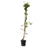 Madreselva - Lonicera X Heckrotti 'american Beauty' - Altura 110-120cm - ⌀17cm