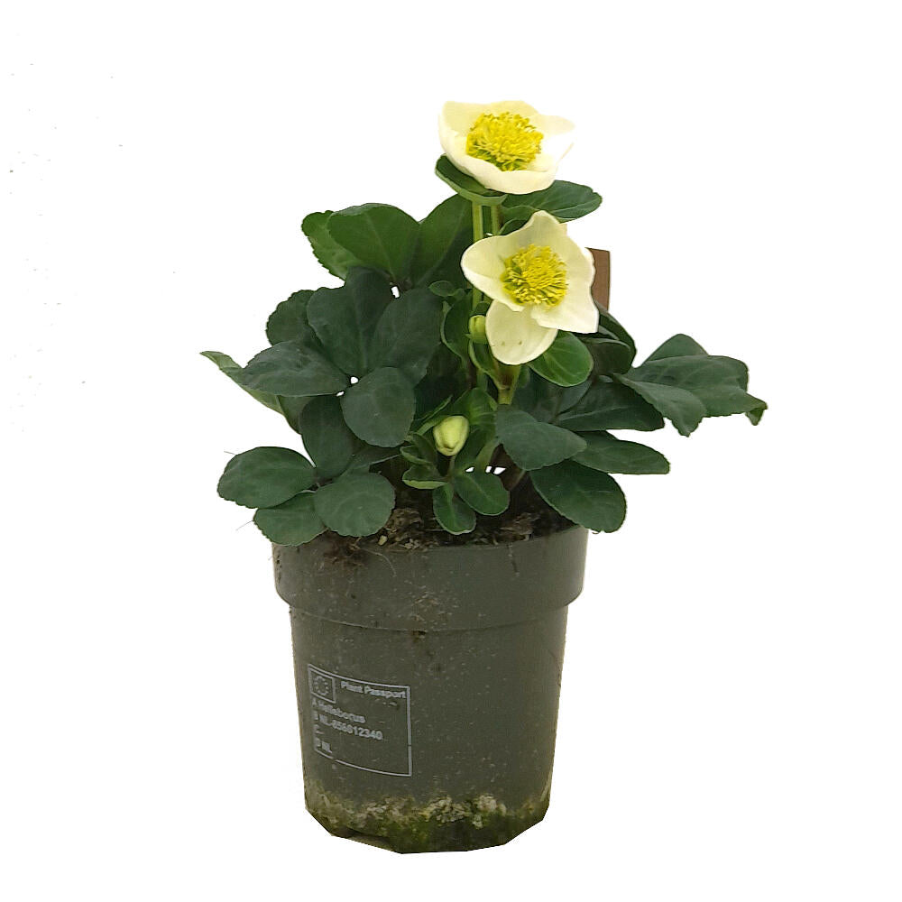 Helleborus M12 40cm (rosa De Navidad)_0