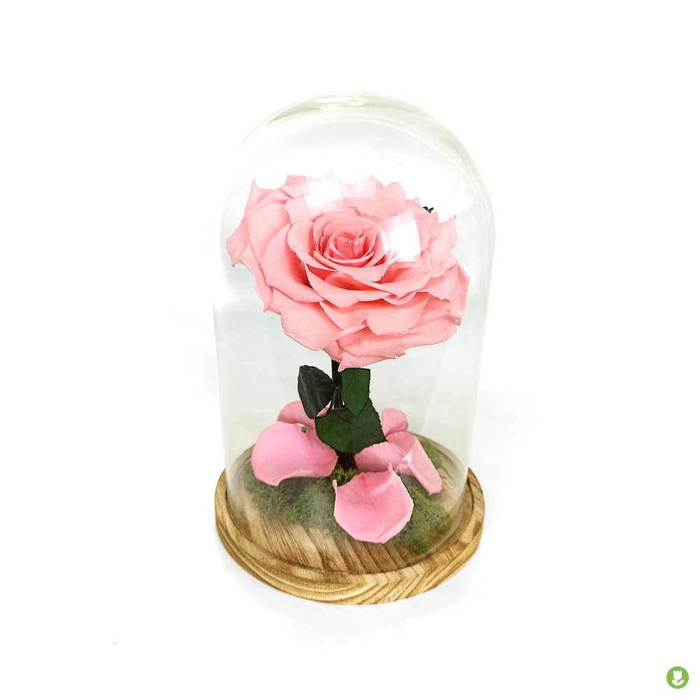 Mundo Eterno Rosa En Cúpula King Rosa 25x17cm_0