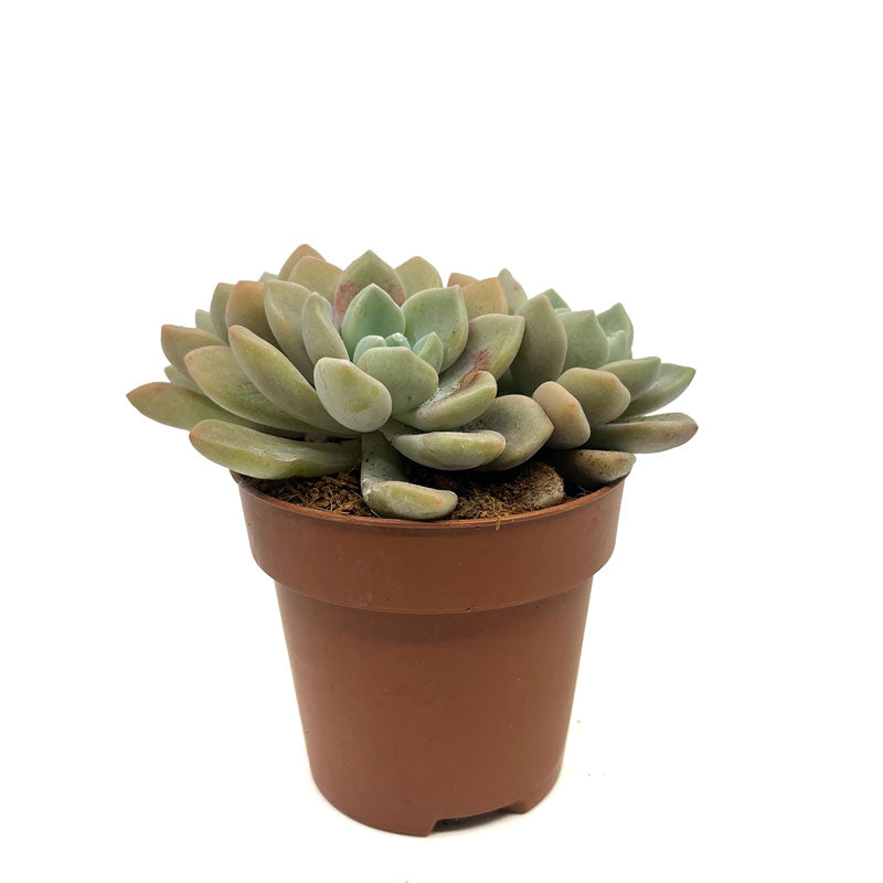 Graptoveria 'Graine De Jour' Cactus Y Suculentas M8,5 cm Ø_0