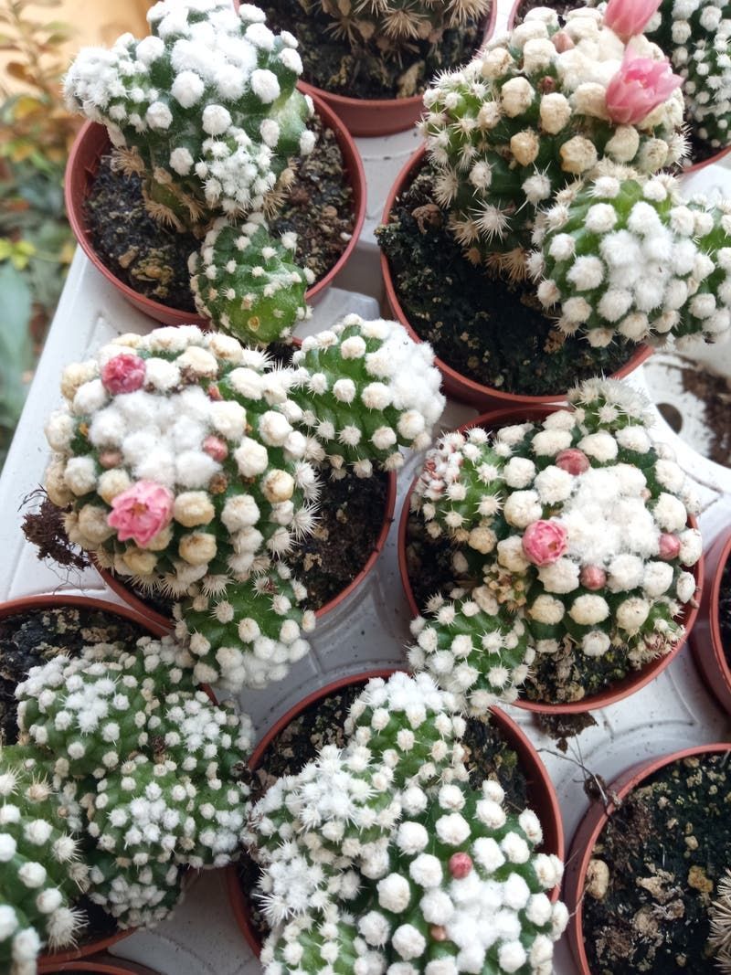 Cactus Mammillaria Gracilis Cv. Oruga_0