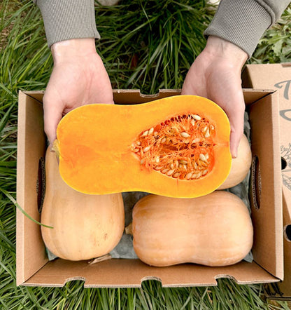 Caja De Calabaza Cacahuete De Temporada Tropitop 4kg_4