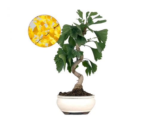 Bonsái Ginkgo Biloba 8 Años_0