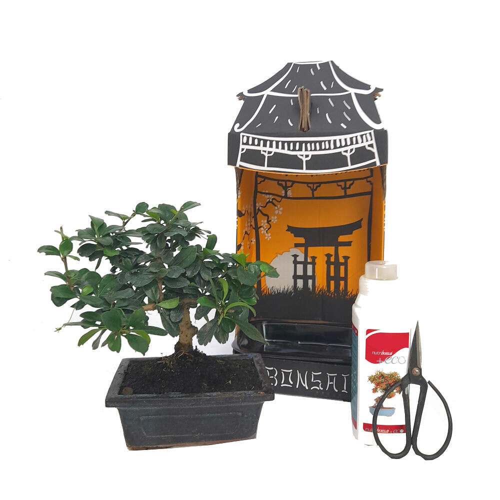 Pack Iniciación Bonsai Carmona 5 Años (incluye Tijeras Y Abono)
