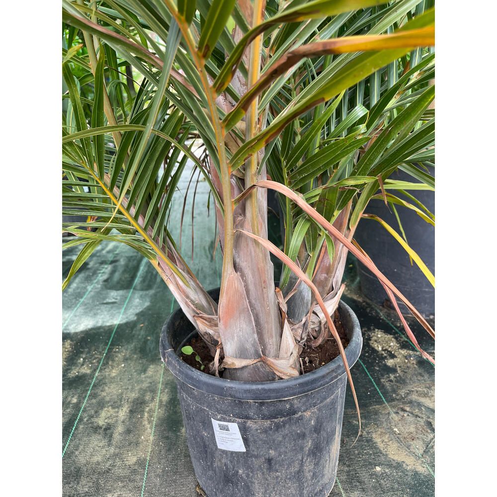 Mascarena Verschaffe Grupo M30 150cm