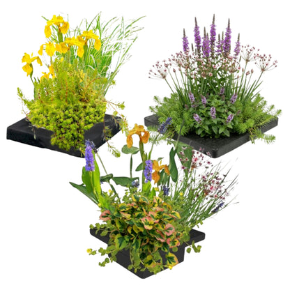 Set De 3 Islas Para Plantas De Estanque - 12 Plantas Acuáticas_0
