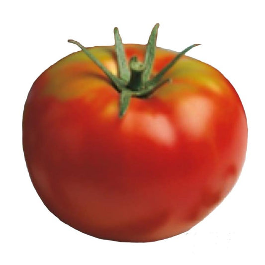 Plantón de Tomate Entutorar Gordo 6 uds. Gama Tradicional