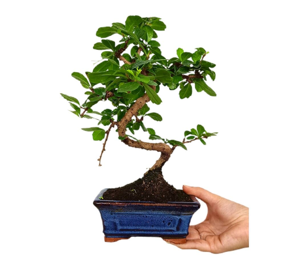 Bonsái Carmona Microphylla 6 Años (té De Filipinas)_0