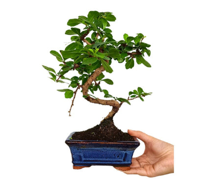 Bonsái Carmona Microphylla 6 Años (té De Filipinas)_0