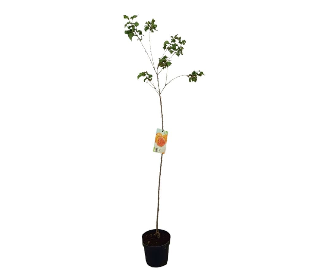 Albaricoquero Bulida M25_0