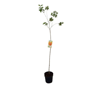 Albaricoquero Bulida M25