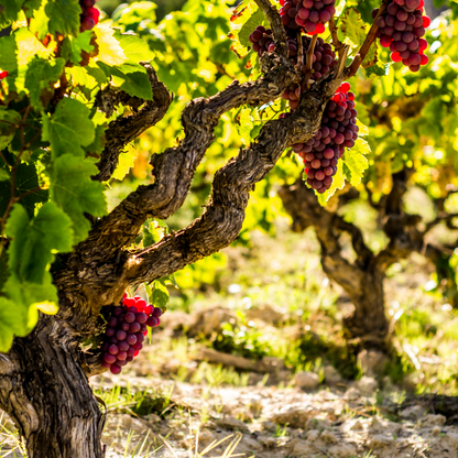 Planta De Uva - Vitis Vinifera ‘vanessa’ - Altura 60-75cm - ⌀21cm