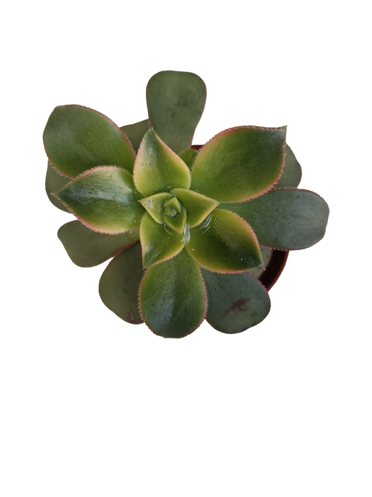 Aeonim Kiwi Planta Suculenta Ø5_0