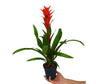 Guzmania Ostara M13